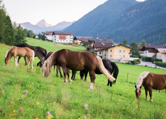 Pferde am Wechslerhof © Katja Mazur